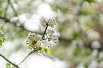 dreamy pastel cherry blossom blooming tree in the spring in citadel park in Poznan Poland