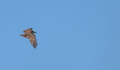 Osprey flies against a blue sky with a goldfish in its talons.