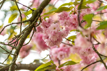 dreamy pastel cherry blossom blooming tree in the spring in citadel park in Poznan Poland