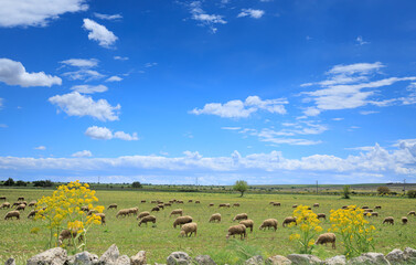  View of Alta Murgia National Park in Apulia, Italy: flock of sheep in spring meadow.