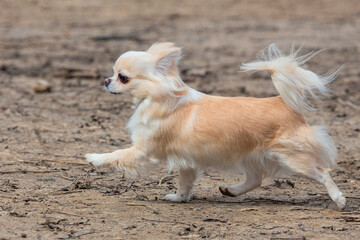 A light-colored chihuahua walks along the sand and poses. A miniature fluffy pocket purebred dog....