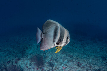 Giant yellow butterfly fish in the deep blue Indian Ocean near Maldives islands during diving