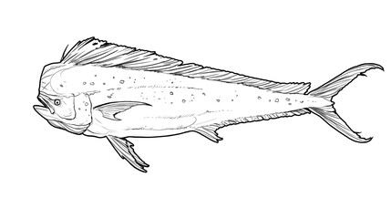 Mahi mahi Old or dolphin fish isolated on white. Realistic illustration of mahi mahi or dolphin fish isolated on white background. Side view Sketch. - obrazy, fototapety, plakaty