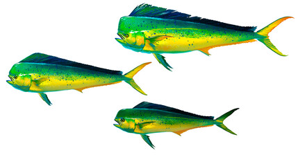 Mahi mahi Old Set or dolphin fish isolated on white. Realistic illustration of mahi mahi or dolphin fish isolated on white background. Side view.