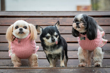 Small Chihuahua and Shih tzu dogs are sitting on a park bench...
