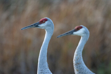 crowned crane bird