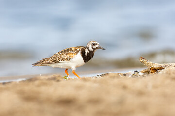 Close-up of the ruddy turnstone (Arenaria interpres), black , brown and white wader (wading bird) 
 - obrazy, fototapety, plakaty