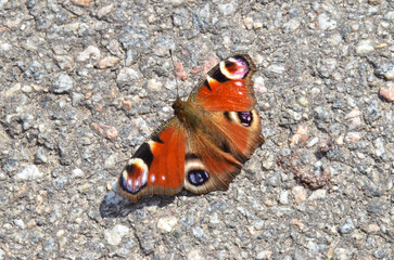 European peacock butterfly closeup (macro) on an asphalt (ground, surface)