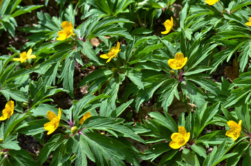 Anemone ranunculoides meadow of yellow forest wild flowers, closeup