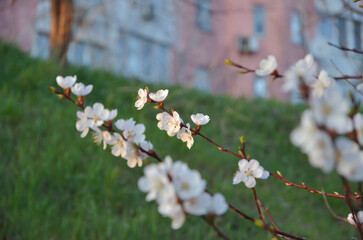 Blossoming branches of apricot on a green lawn background in a city (suburb, downtown) decorations, sunset soft light