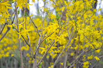 Forsythia europaea (intermedia, viridissima) yellow flowers (bloom, blossom) on a branches (bush) closeup
