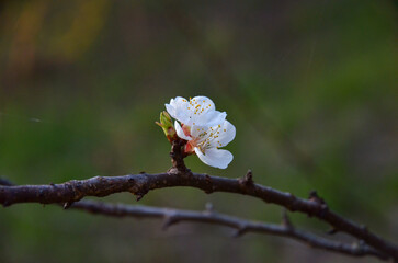 Two apricot flowers on a branch lawn background evening sunset soft light