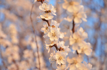 Blossoming branches of apricot on a blue skies background in a city (suburb, downtown) decorations, sunset soft light