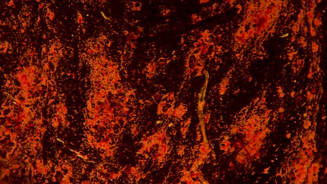 Magnified bacterial cells under microscope magnification, the bacteria are colored red on a dark background.