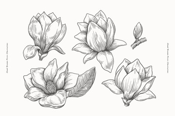 Set of flowers magnolia in engraving style. Botanical illustration. Beautiful ornamental plant, vector illustration.