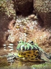 close up of exotic frog in waterhole and rocky environment
