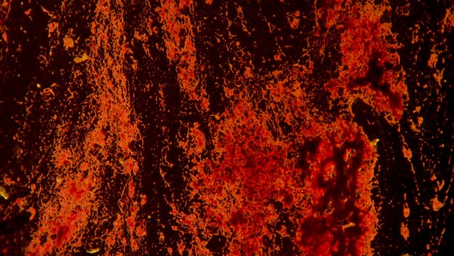 Analysis of bacterial cells stained with red dye in a dark background under magnification using a microscope.