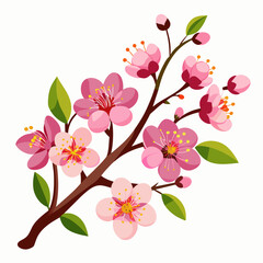 Plum blossom vector illustration an white background