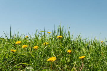 Flowering dandelions among green grass on blue sky background