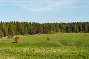 Large green meadow, coniferous forest in the distance, sunny spring day