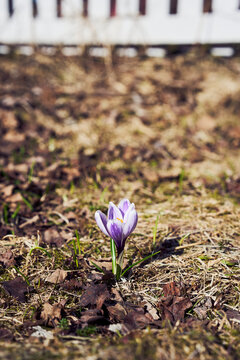 a crocus on the lawn in spring