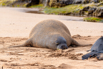Hawaiian monk seal sleeping on sandy tropical beach near ocean