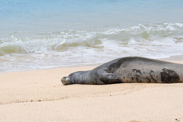 Hawaiian monk seal sleeping on sandy tropical beach near ocean - 791064781