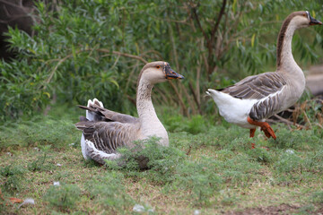 Chinese goose in the wild. Goose resting lying in the grass. domestic bird Farm animal. Fauna.