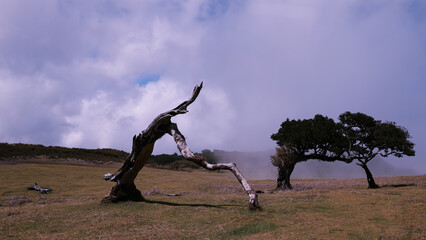 Relict laurel trees and fog, Madeira - obrazy, fototapety, plakaty