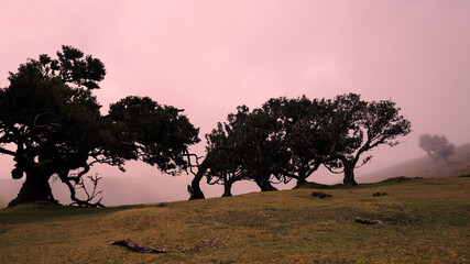 Relict laurel trees and fog, Madeira - obrazy, fototapety, plakaty