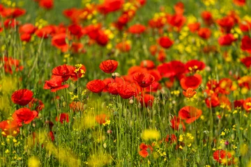 Türaufkleber Red poppies in the field on a sunny day without people © phpiotr