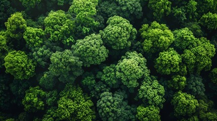 Lush Forest Canopy from an Aerial Perspective Generative AI