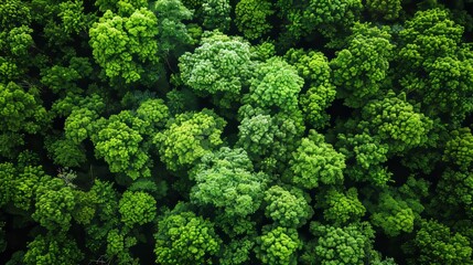 Lush Green Forest Canopy from Aerial Perspective Generative AI