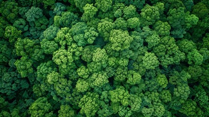Lush Green Forest Canopy from Aerial Drone Perspective Generative AI