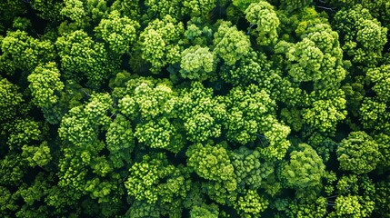 Lush Green Canopy of a Dense Forest from Above Generative AI - obrazy, fototapety, plakaty