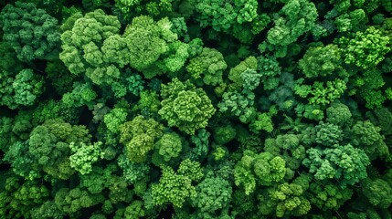 Aerial View of Lush Green Forest Canopy Generative AI