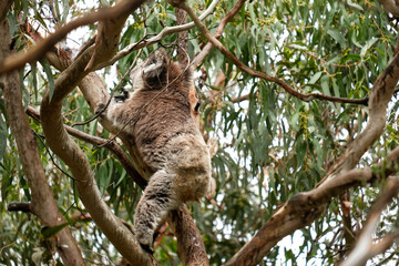 Koala Ascent: Close-Up Climb at Great Ocean Road Sanctuary