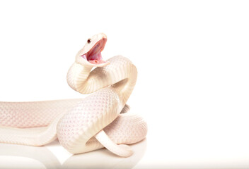 Leucistic white rat snake in position to attack or defend. Photo of a white snake on a white background