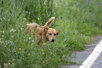 Dog on the roadside peeing on the flowers.