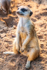 Fototapeta premium Meerkat, Suricata suricatta, on hind legs. Portrait of meerkat standing on hind legs with alert expression. Portrait of a funny meerkat sitting on its hind legs.