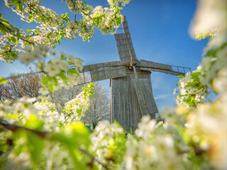 view to old wooden mill through blurred flowers on branches in close up view in spring day