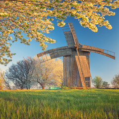 view to old wooden mill on a meadow under flowering cherry trees branches in golden sunset light in square frame