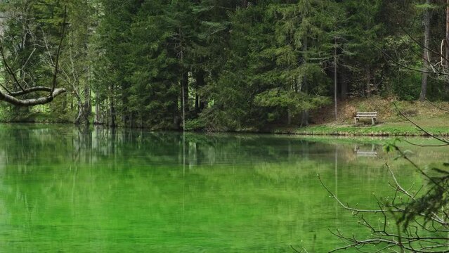 Forest lake view at springtime. Trees reflects in calm green water. Peaceful park landscape, 4k