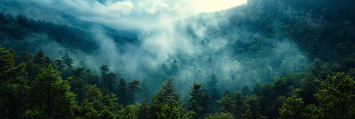 banner birds view mist in the mountains forest