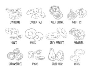 Dried Fruits Outline Vector Icons Set. Cantaloupe, Orange, Figs, Prunes and Apples. Apricot, Pineapple and Raisins