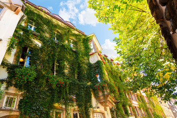 Historic buildings covered with plants and ivy in the historic medieval center of the Alsatian city...