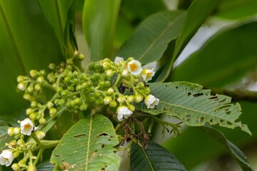 Inflorescence of Saurauia montana