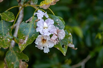Flowers of a rosy trumpet tree, Tabebuia rosea