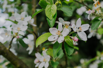 Apple blossoms at a tree