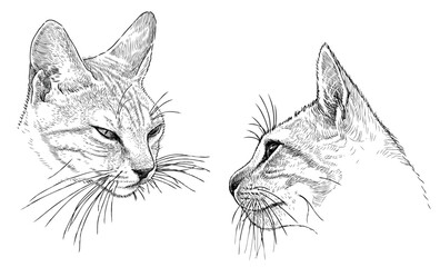 Cat potraits sketch, animal head, pets, cute, snout, whiskers, realistic, hand drawn illustration, vector, isolated on white